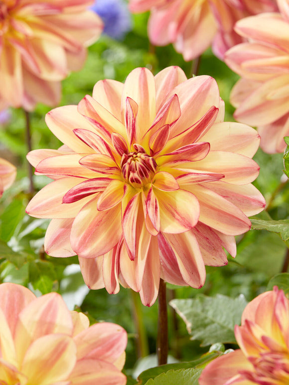 Schnittblume Happy Butterfly in lockerer Form