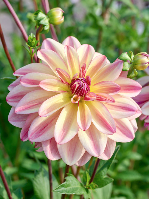Leichte Blüten voller Sommerbewegung