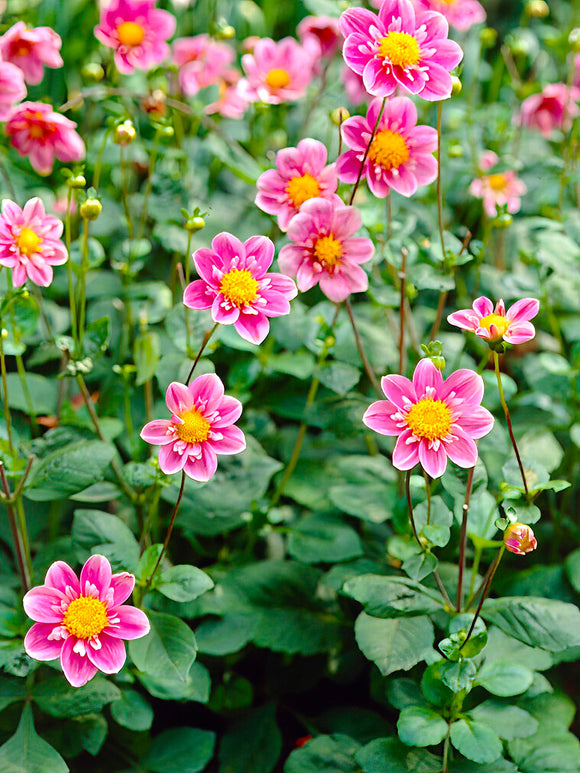 Dahlie Hartenaas dahliaknollen kaufen