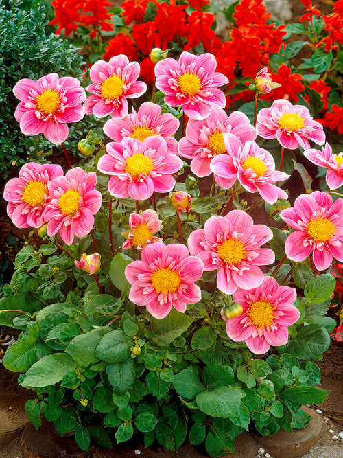 Dahlie Hartenaas kaufen