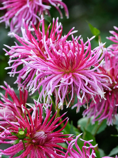 Spinnen-Dahlie Hollyhill Spiderwoman in Magenta