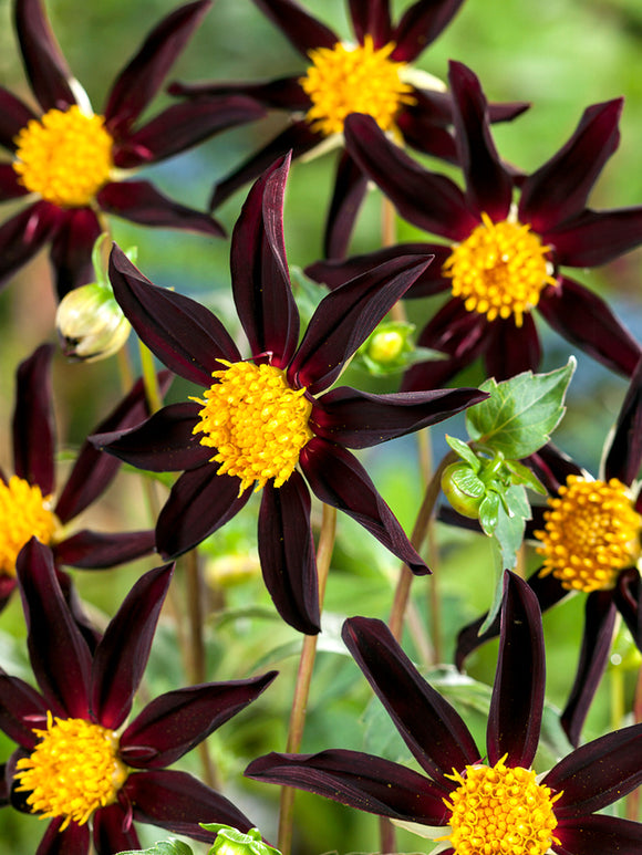 Dahlienknollen kaufen Verrone's Obsidian' (Honka Black)