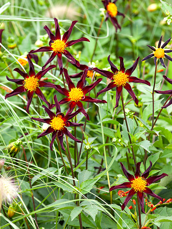 Dahlien kaufen Verrone's Obsidian' (Honka Black)