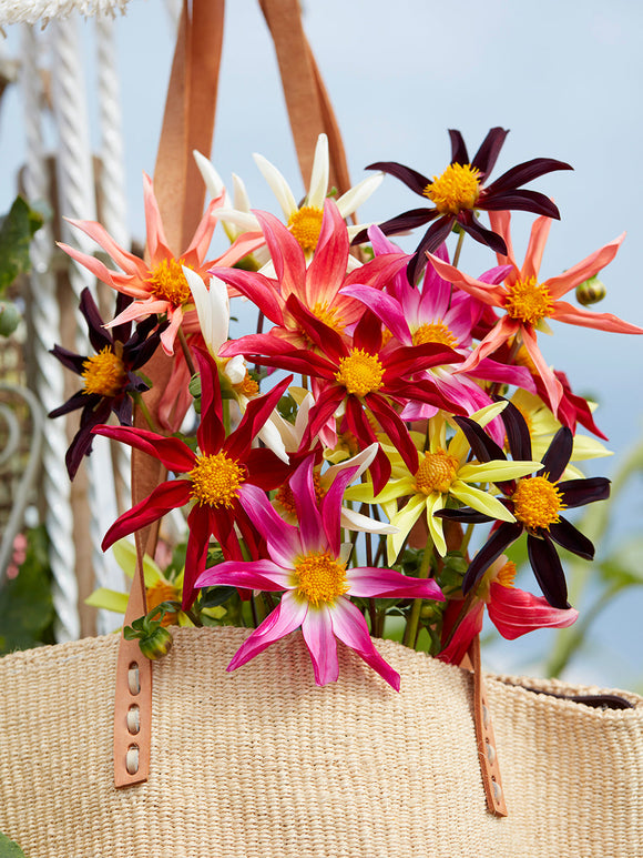Pollinator-friendly single dahlias attracting bees