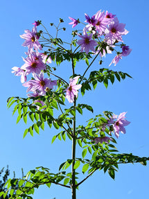 Dahlie Imperialis (Baum-Dahlie)