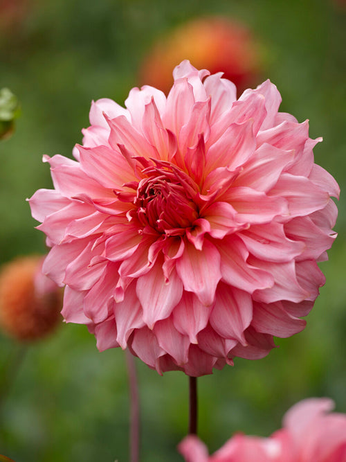 Dahlie Islander mit großen pinken Blüten