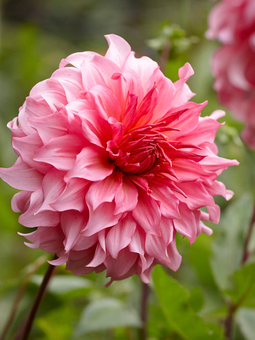 Dahlie Islander in romantischem Gartenstil