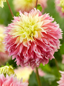 Dahlie Kogane Fubuki