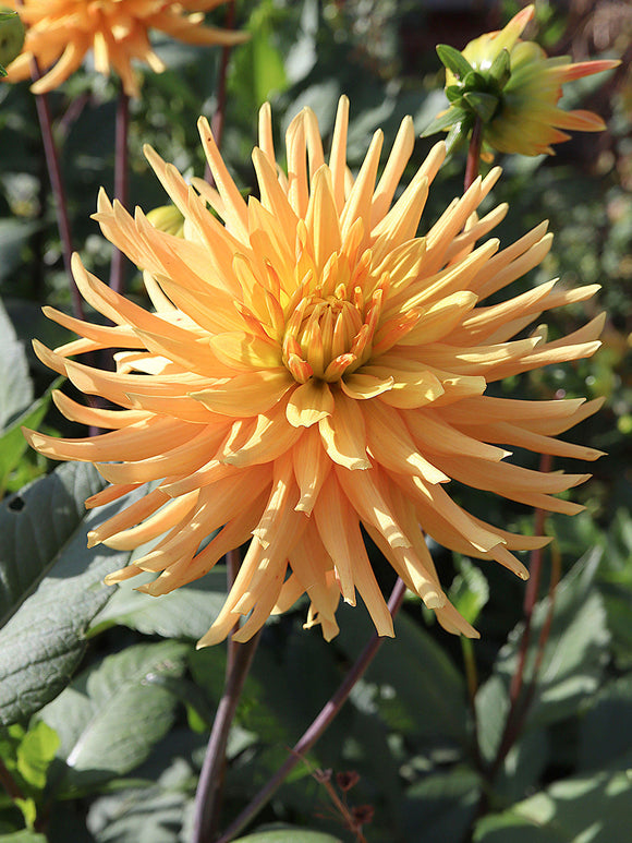 Dahlie Ludwig Helfert mit leuchtend orangenen Blüten