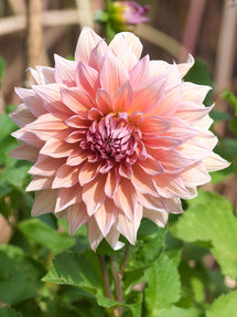 Dahlie Mango Madness