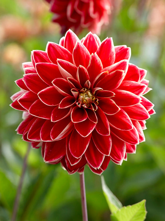 Dahlie Maxime mit gelb-roten Blüten