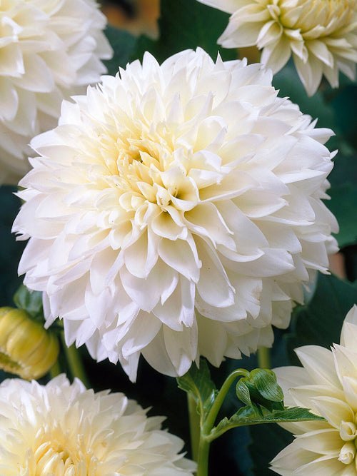 Dahlie Myama Fubuki mit cremeweißen Blüten