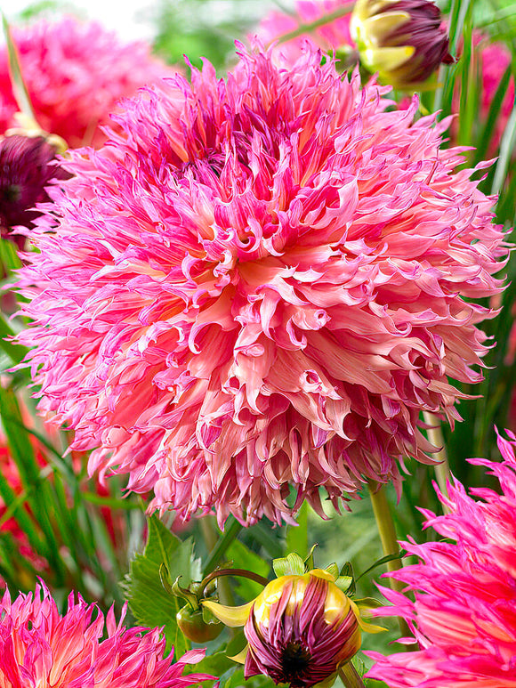 Dahlie ‘Myrtle’s Folly’ | Auffällige Dahlienknollen kaufen