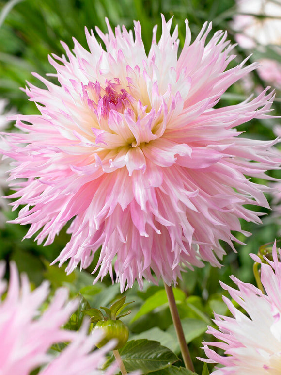 Dahlie Nadia Ruth mit großen pastellfarbenen Blüten