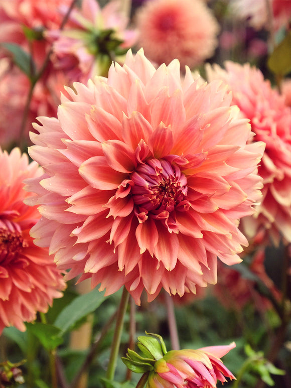 Dahlie Orange Fubuki in warmen Orange- und Apricottönen