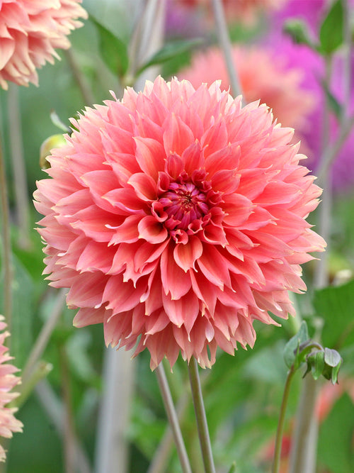Fransen-Dahlie Orange Fubuki im Sommerbeet