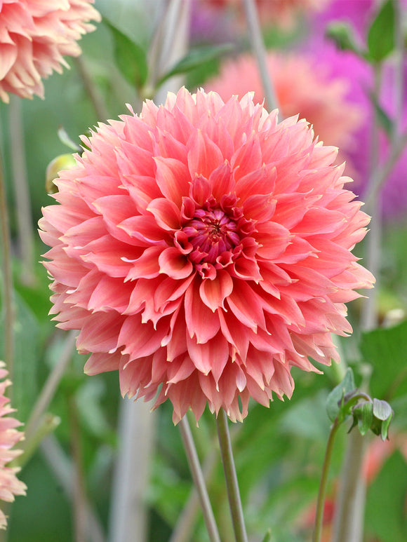 Fransen-Dahlie Orange Fubuki im Sommerbeet