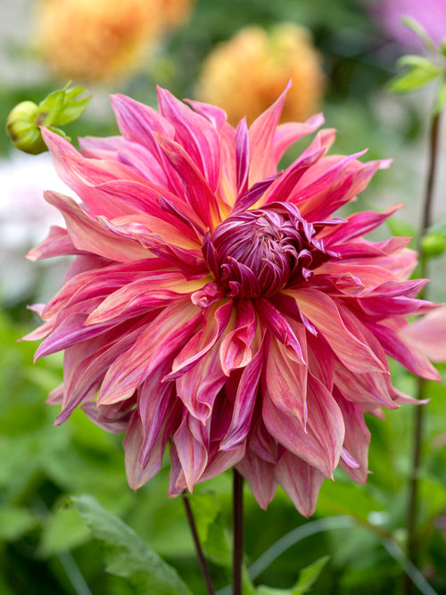 Nahaufnahme der ruffled Blüten in Pflaume und Apricot