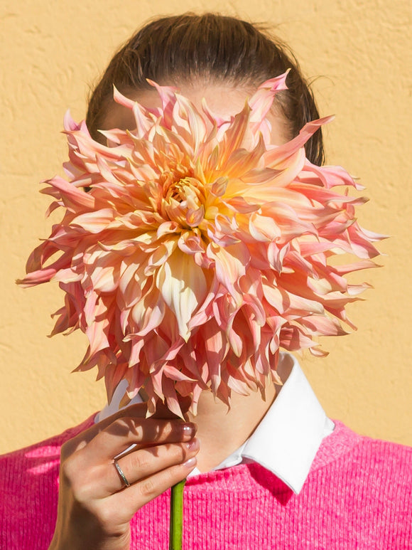 Dahlie Penhill Watermelon