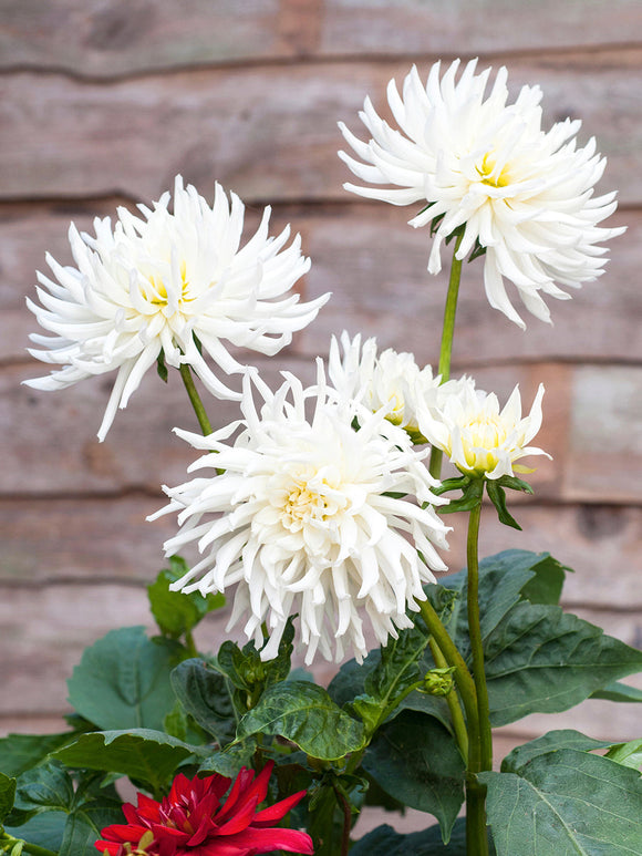 Dahlie Playa Blanca in reinem Weiß im Sommergarten