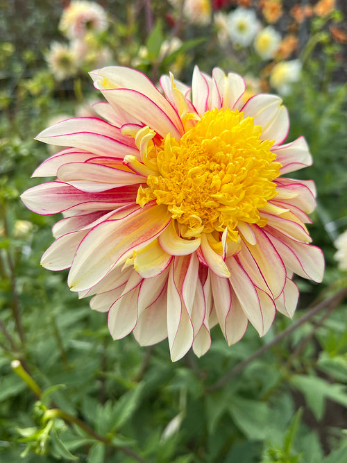 Dahlie ‘Polka’ Dahlienknollen bestellen