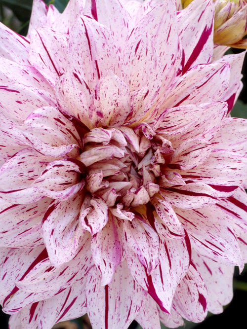 Dahlienknollen Prince Valiant - Dahlien bestellen