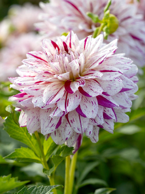 Dahlie Prince Valiant