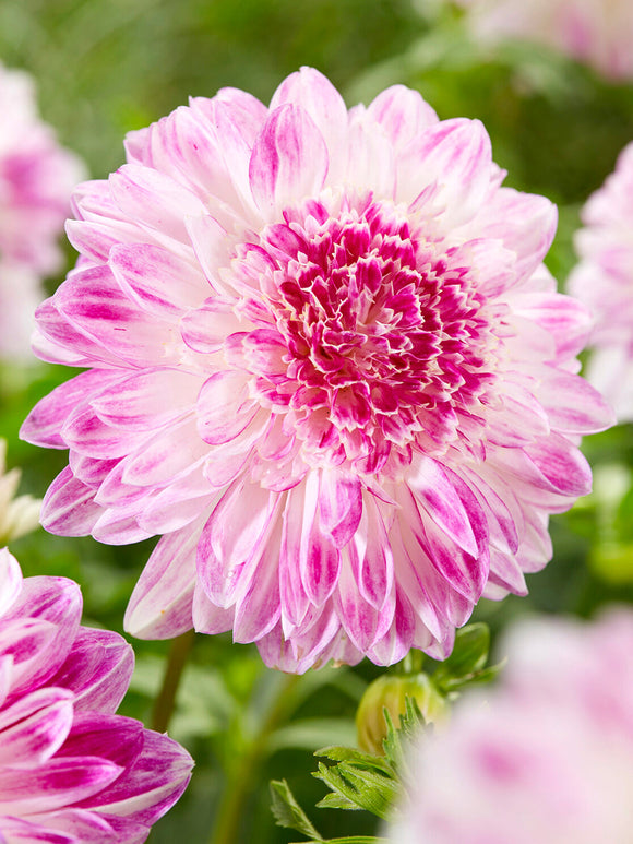 Dahlie Que Sera mit Anemonenblüten in Pastellfarben