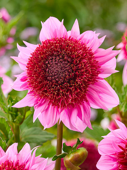 Dahlie Raspberry Puff