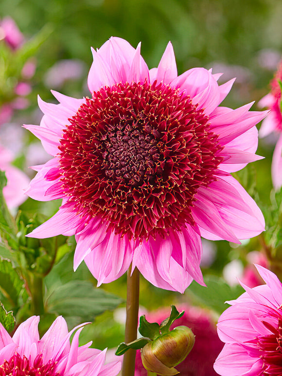 Dahlie Raspberry Puff