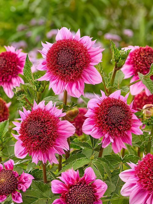 Dahlie Raspberry Puff blumenzwiebeln