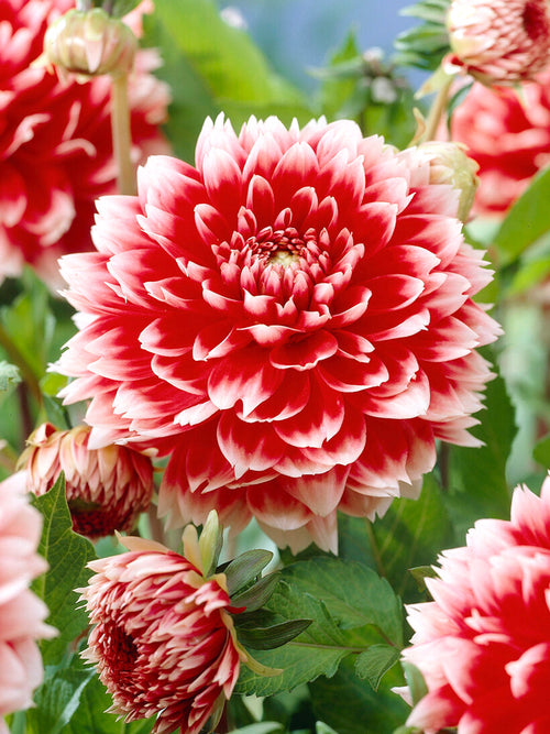 Fransen-Dahlie Red and White Fubuki im Gartenbeet