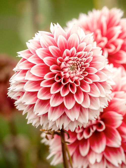 Dahlie Red and White Fubuki mit rot-weißen Fransenblüten