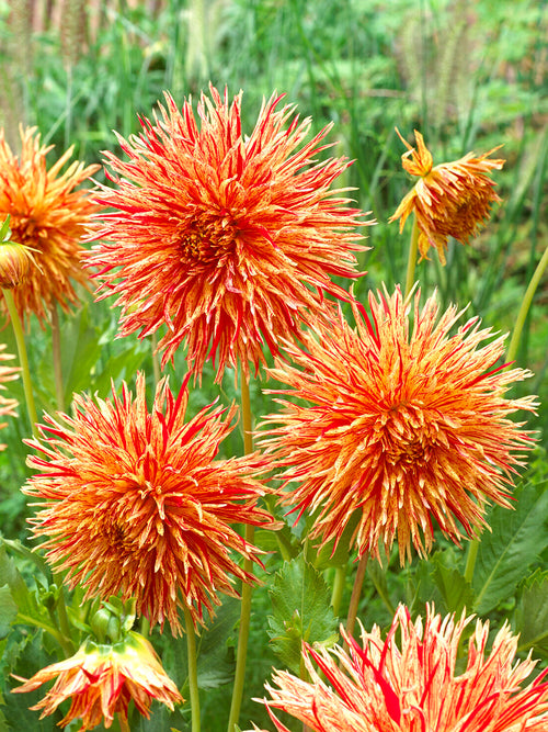 Fransen-Dahlie Rejman’s Firecracker im Sommerbeet