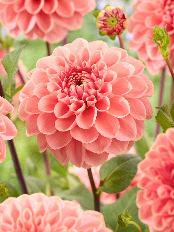 Zierdahlie Romance im Sommerbeet