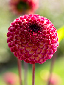 Dahlie Ryecroft Blackberry