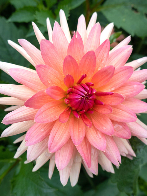 Dahlie Schneckenstein Blumenzwiebeln