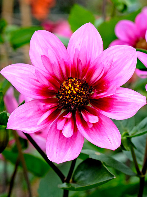 Dahlie Skyfall in rosa-lila Farbtönen