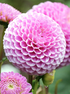 Dahlie Stolze von Berlin