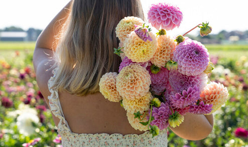 Dahlie Kaufen - Sommerblühende Blumenzwiebeln