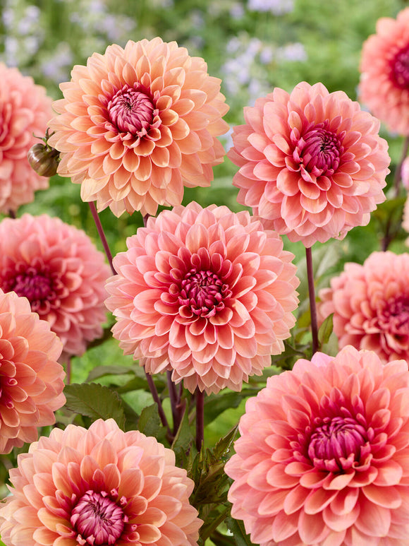 Zierdahlie Sweet Sanne im sommerlichen Gartenbeet