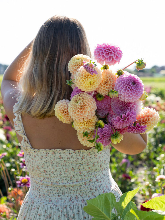 Dahlie Sweet Suzanne in Apricot- und Rosétönen