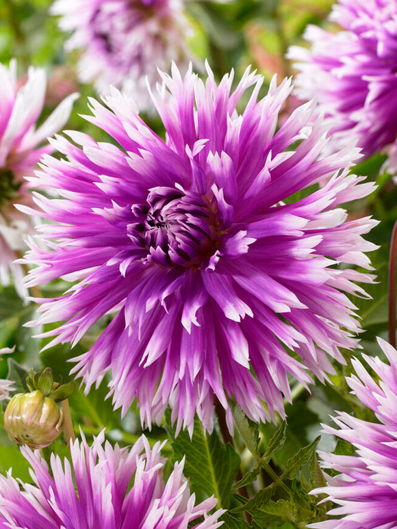 Dahlienknollen Table Dancer