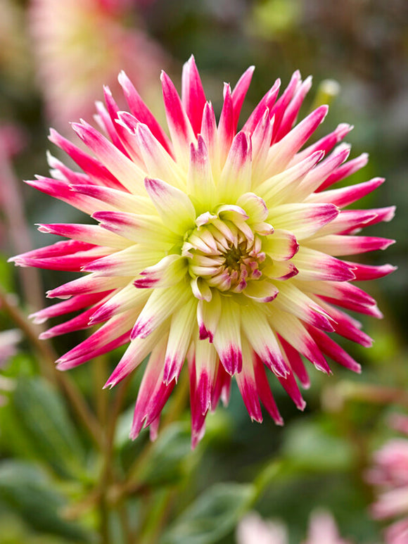 Dahlie Tahiti Sunrise kaufen