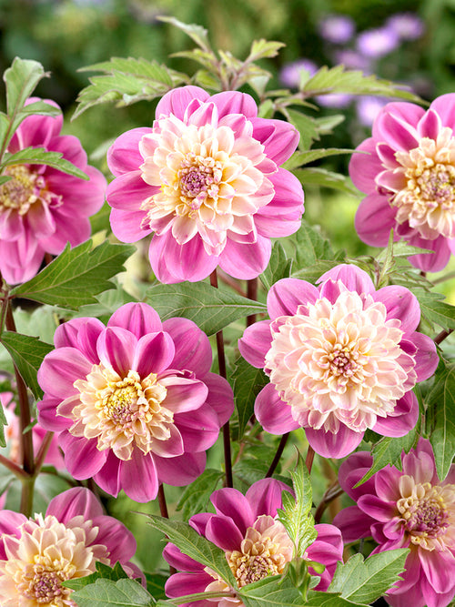 Anemonenblütige Dahlie kaufen 'Take Off'