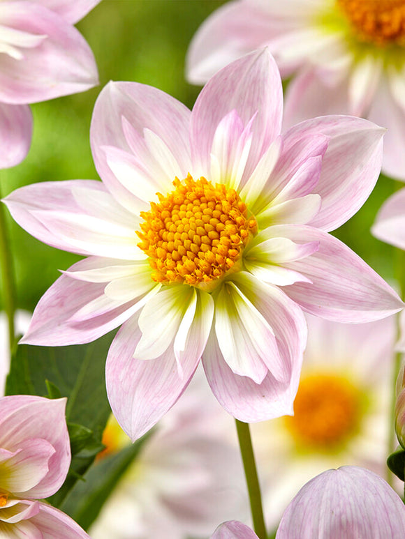 Dahlie Teesbrooke Audrey kaufen