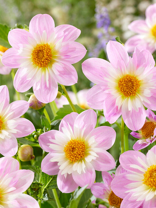 Dahlienknollen Teesbrooke Audrey