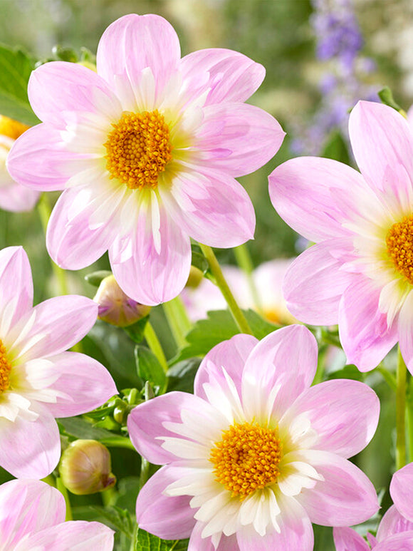 Dahlie Teesbrooke Audrey knollen bestellen