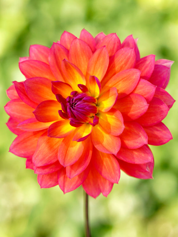 Dahlia Tricolore Knollen