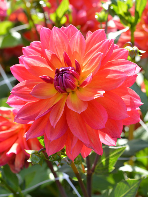 Dahlia Tricolore aus Holland
